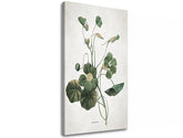 Η εικόνα στον καμβά PLANTS 011 - εικόνα 3