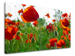 Πίνακας ζωγραφικής τοίχου FLOWERS MAKY Discount 60% 120X80 cm