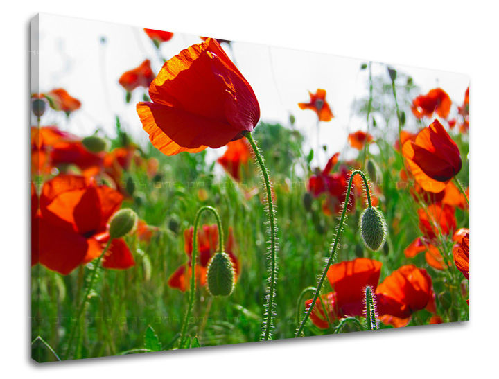Πίνακας ζωγραφικής τοίχου FLOWERS MAKY Discount 60% 60X90 cm