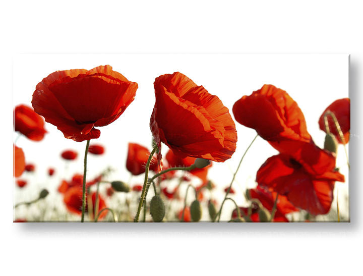 Πανόραμα ζωγραφικής τοίχου FLOWERS