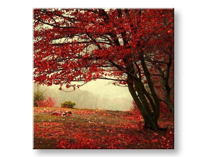 Wall painting TREES Discount 60 % 50X50 cm