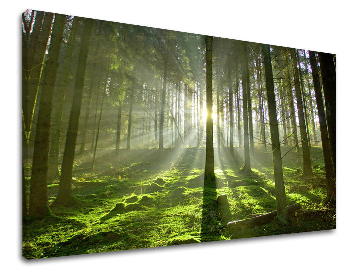pinakas-zografikhs-toixoy-trees-40x60-cm-GR-XOBST021E11-40x60-24h-0.jpg