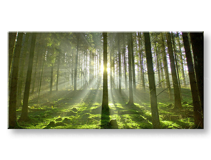 Wall painting PANORAMA TREES Discount 60% 50X100 cm