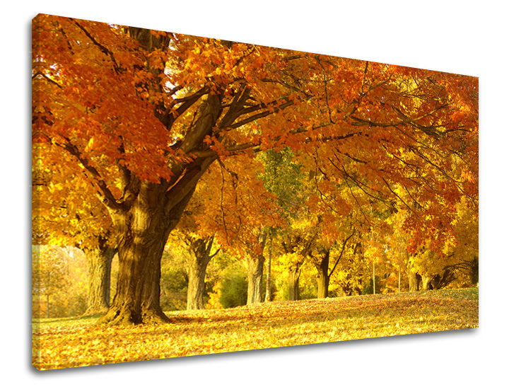 Wall painting TREES Discount 60 % 30X40 cm