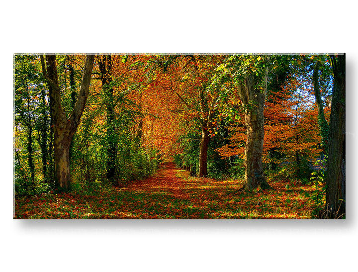 toixografia-panorama-trees-60x120-cm-GR-XOBST033E13-60x120-24h-1.jpg