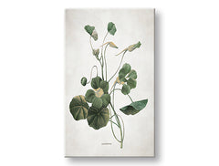 Η εικόνα στον καμβά PLANTS 011