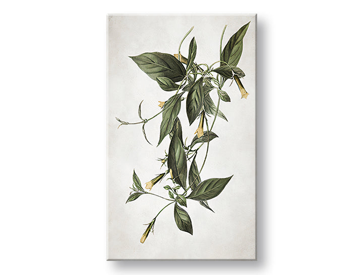 Η εικόνα στον καμβά PLANTS 012