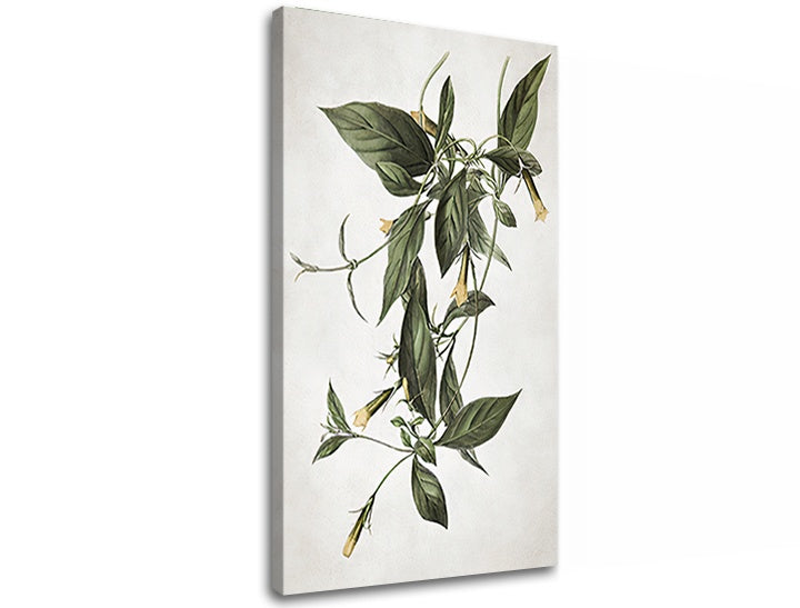 Η εικόνα στον καμβά PLANTS 012 - εικόνα 2