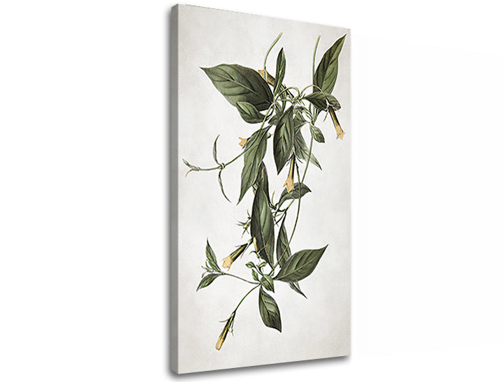 Η εικόνα στον καμβά PLANTS 012 - εικόνα 3