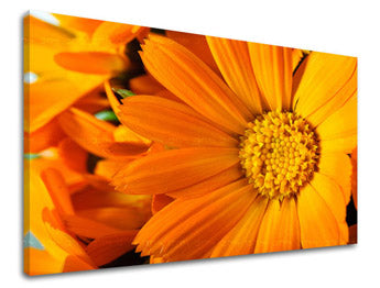 Ζωγραφική τοίχου FLOWERS KV015E11
