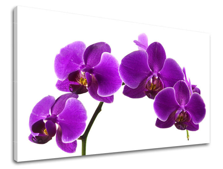 Ζωγραφική τοίχου FLOWERS KV028E11
