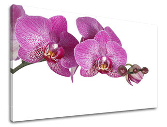 Ζωγραφική τοίχου ΛΟΥΛΟΥΔΙΑ KV031E11