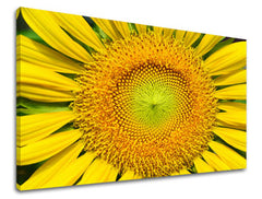 Ζωγραφική τοίχου FLOWERS SUNflowers KV039E11
