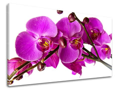 Ζωγραφική τοίχου FLOWERS KV053E11