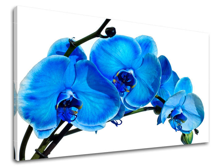 Ζωγραφική τοίχου FLOWERS KV054E11