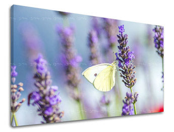 Ζωγραφική τοίχου FLOWERS KV079E11