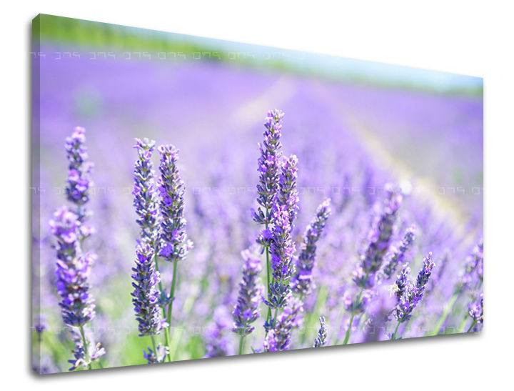 Ζωγραφική τοίχου FLOWERS KV092E11