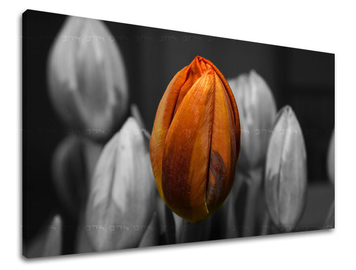 Ζωγραφική τοίχου ΛΟΥΛΟΥΔΙΑ TULIPANS KV095E11