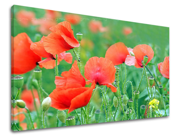 Ζωγραφική τοίχου FLOWERS MAKY KV099E11