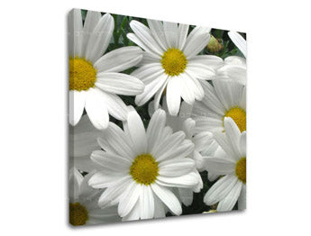 Ζωγραφική τοίχου FLOWERS XOBKV106E12