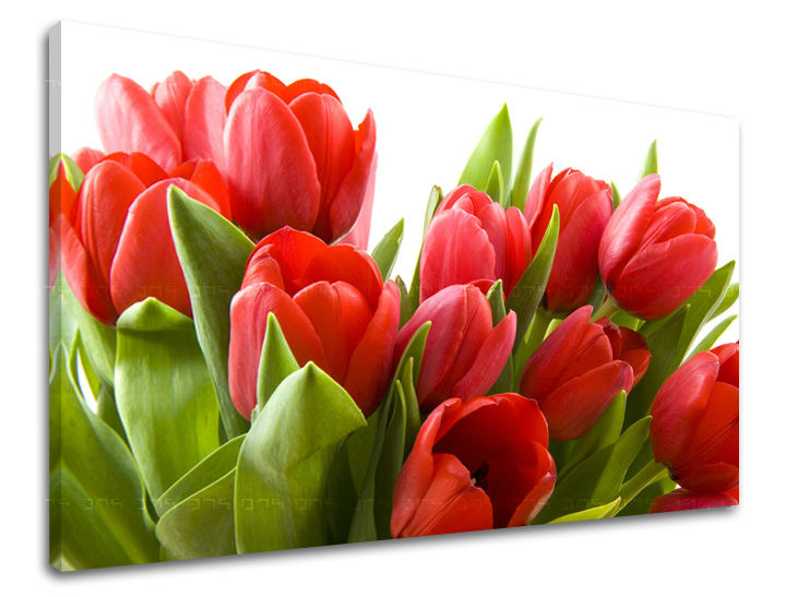 Ζωγραφική τοίχου FLOWERS TULIPANS XOBKV120E11
