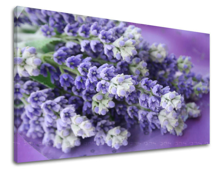 Ζωγραφική τοίχου FLOWERS XOBKV123E11
