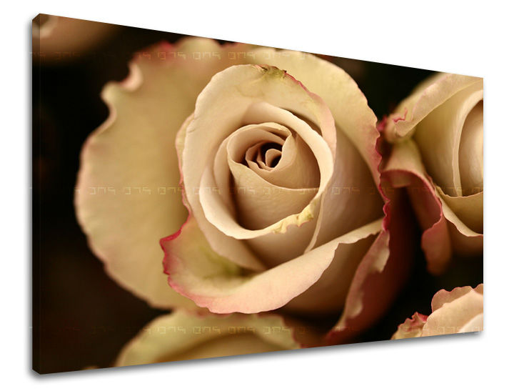 Ζωγραφική τοίχου FLOWERS OF ROSES XOBKV124E11