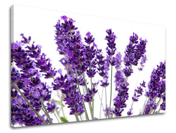 Ζωγραφική τοίχου FLOWERS XOBKV128E11