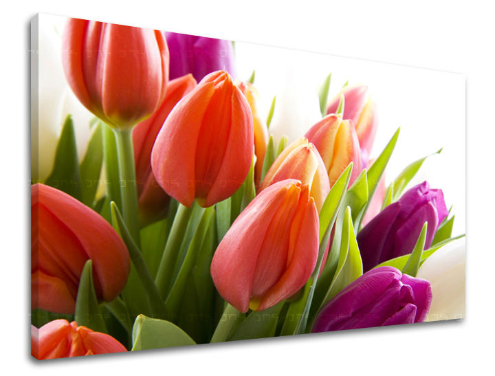 Ζωγραφική τοίχου FLOWERS TULIPANS XOBKV138E11