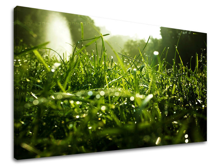 Ζωγραφική τοίχου RASTLINY RA001E11