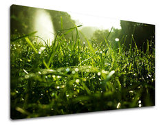 Ζωγραφική τοίχου RASTLINY RA001E11