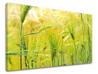 Ζωγραφική τοίχου RASTLINY RA003E11