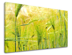 Ζωγραφική τοίχου RASTLINY RA003E11