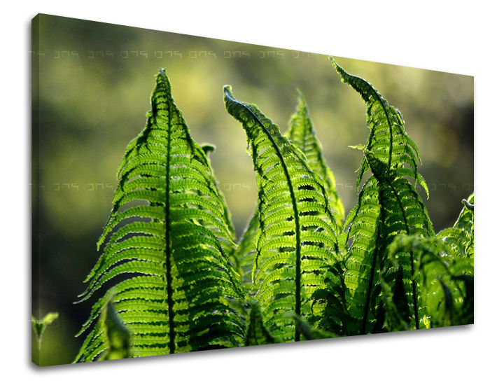 Ζωγραφική τοίχου RASTLINY RA004E11