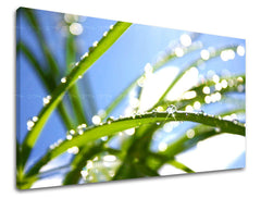 Ζωγραφική τοίχου RASTLINY RA009E11