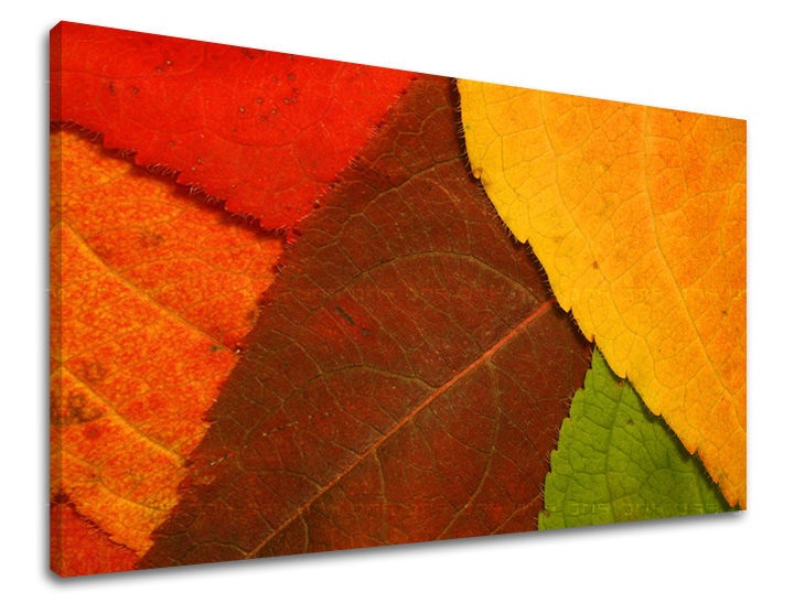 Ζωγραφική τοίχου RASTLINY RA012E11