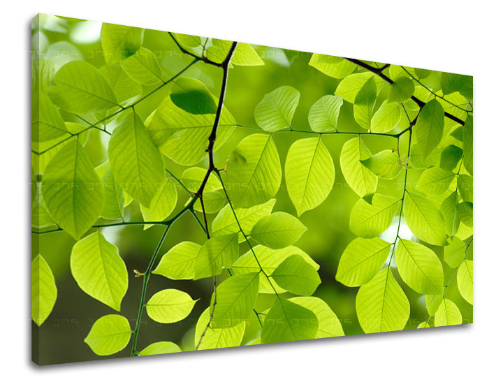 Ζωγραφική τοίχου RASTLINY RA016E11