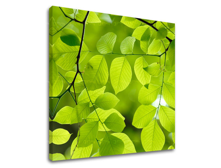 Ζωγραφική τοίχου RASTLINAS RA016E12