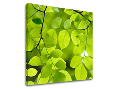 Ζωγραφική τοίχου RASTLINAS RA016E12