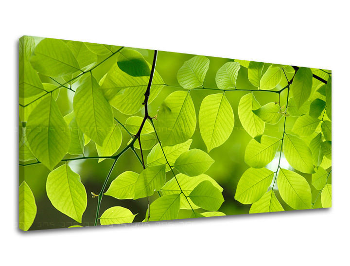 Ζωγραφική τοίχου PANORAMA PLANTS RA016E13