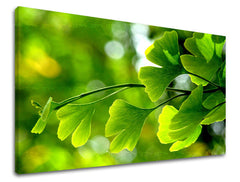 Ζωγραφική τοίχου RASTLINY RA020E11