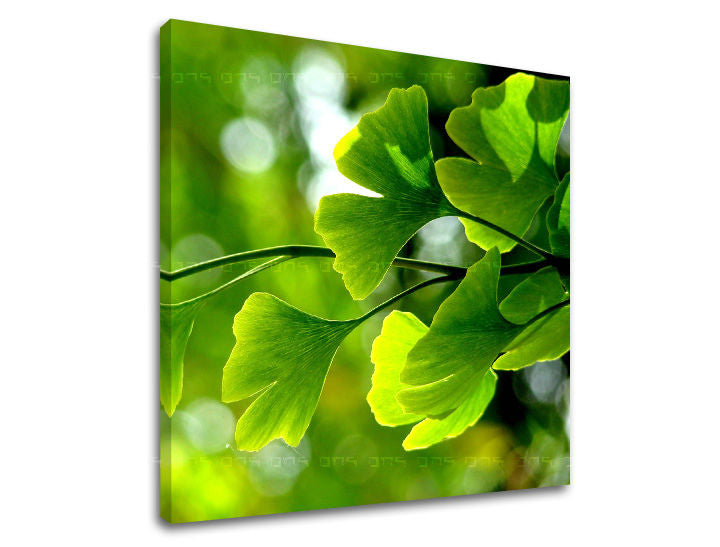 Ζωγραφική τοίχου RASTLINY RA020E12