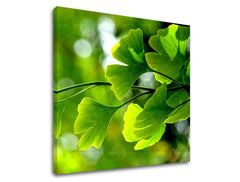 Ζωγραφική τοίχου RASTLINY RA020E12