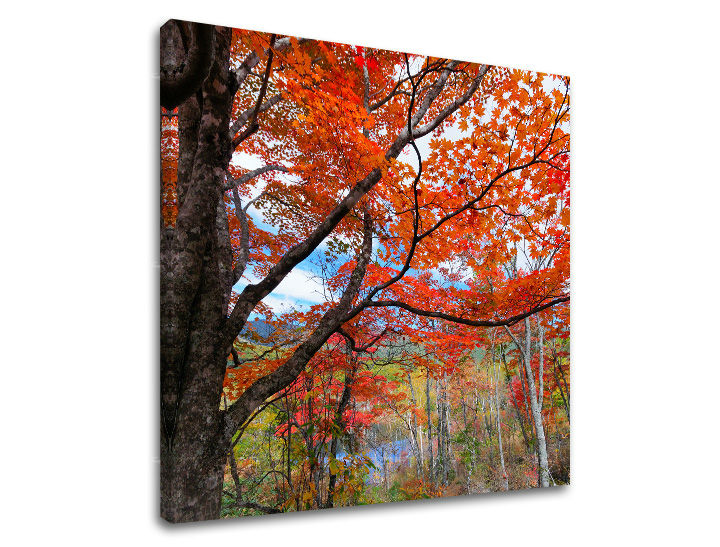 Ζωγραφική τοίχου TREES ST012E12