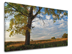 Ζωγραφική τοίχου TREES ST016E11