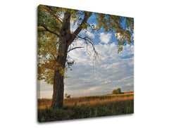 Ζωγραφική τοίχου TREES ST016E12