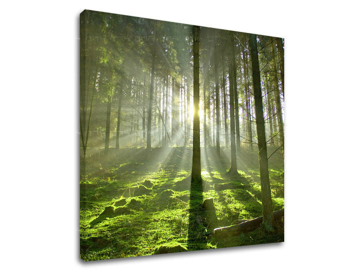 Ζωγραφική τοίχου TREES ST021E12