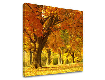 Ζωγραφική τοίχου TREES ST027E12