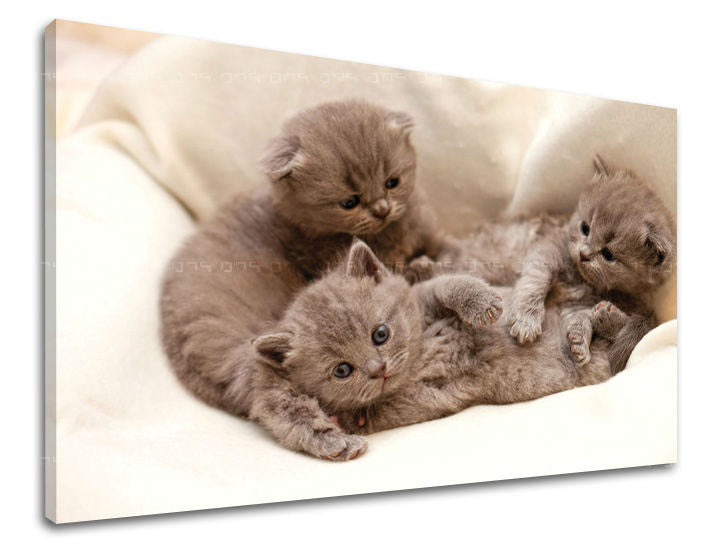 Ζωγραφική τοίχου ΖΩΑ ZV006E11