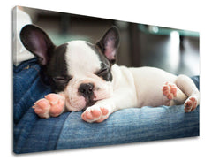 Ζωγραφική τοίχου ΖΩΑ ZV011E11